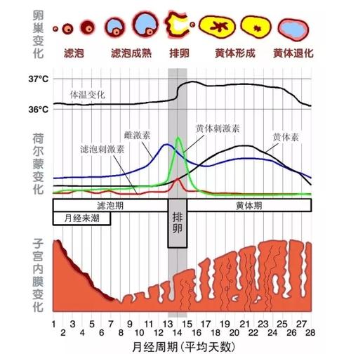 多囊卵巢三代试管婴儿成功率如何